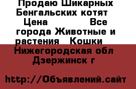 Продаю Шикарных Бенгальских котят › Цена ­ 17 000 - Все города Животные и растения » Кошки   . Нижегородская обл.,Дзержинск г.